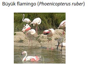 Ad: kuş26.JPG
Gösterim: 567
Boyut: 24.9 KB