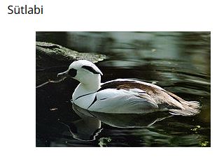 Ad: kuş27.JPG
Gösterim: 541
Boyut: 20.9 KB