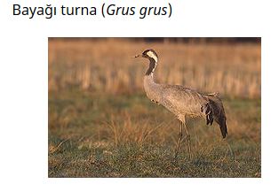 Ad: kuş28.JPG
Gösterim: 615
Boyut: 20.0 KB