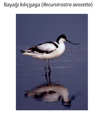 Ad: kuş29.JPG
Gösterim: 693
Boyut: 22.1 KB