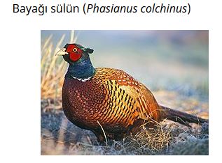 Ad: kuş30.JPG
Gösterim: 579
Boyut: 25.0 KB