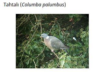 Ad: kuş31.JPG
Gösterim: 569
Boyut: 28.4 KB