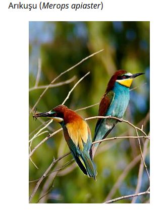 Ad: kuş32.JPG
Gösterim: 639
Boyut: 30.2 KB