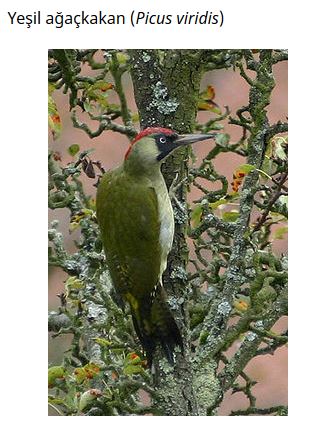 Ad: kuş33.JPG
Gösterim: 542
Boyut: 42.3 KB