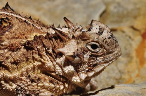 Ad:  Boynuzlu Kertenkele (Phrynosoma).jpg
Gsterim: 874
Boyut:  70.3 KB