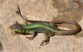 Ad:  kertenkele5.JPG
Gsterim: 1240
Boyut:  22.0 KB