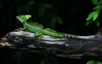 Ad:  kertenkele6.JPG
Gsterim: 707
Boyut:  12.0 KB