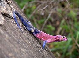 Ad:  kertenkele1.JPG
Gsterim: 659
Boyut:  20.0 KB