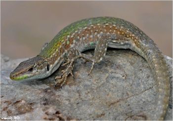 Ad:  kertenkele4.JPG
Gsterim: 775
Boyut:  18.5 KB