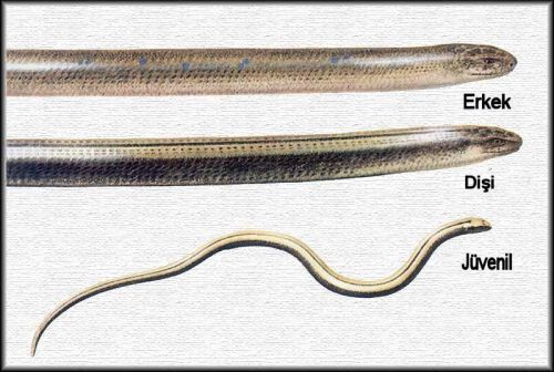 Ad:  Anguis Fragilis (Ylan Kertenkele)2.jpg
Gsterim: 494
Boyut:  38.8 KB