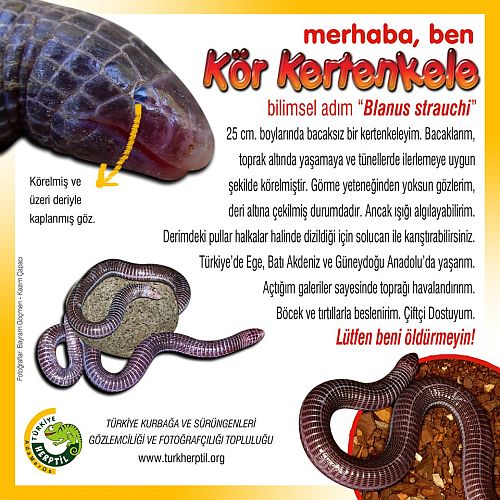 Ad:  Blanus Strauchi(Kr Kertenkele).jpg
Gsterim: 524
Boyut:  79.3 KB