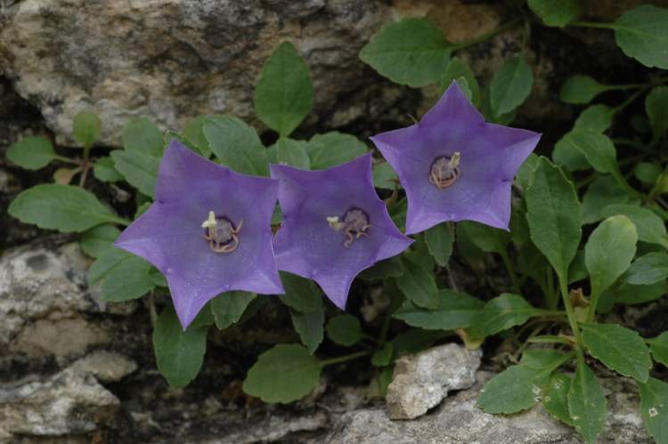 Ad: campanula-raineri7820.jpg
Gösterim: 820
Boyut: 78.8 KB