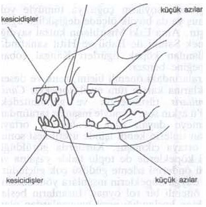 Ad:  kpek1.JPG
Gsterim: 258
Boyut:  33.4 KB