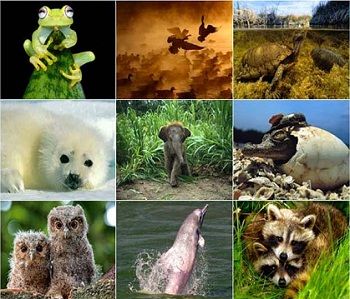 Ad:  Hayavanlarn_yaam_alanlar.JPG
Gsterim: 2058
Boyut:  34.7 KB