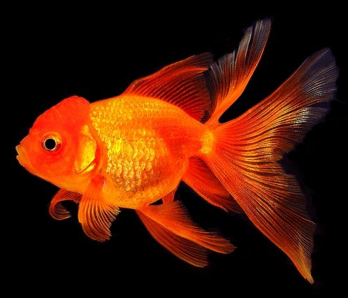 Ad:  JaponBal5.jpg
Gsterim: 2061
Boyut:  31.5 KB