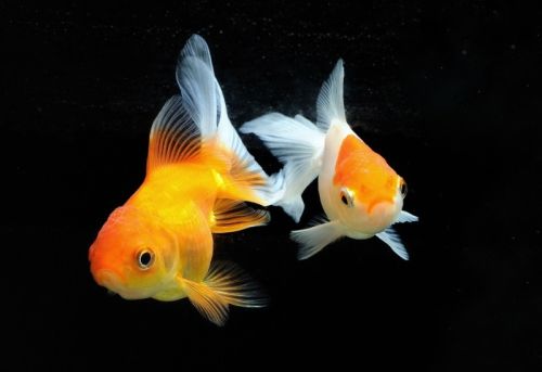 Ad:  JaponBal1.jpg
Gsterim: 446
Boyut:  23.9 KB