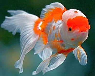 Ad:  JaponBal2.jpg
Gsterim: 457
Boyut:  19.8 KB