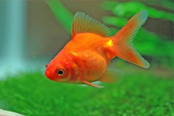 Ad:  JaponBal3.jpg
Gsterim: 622
Boyut:  11.4 KB