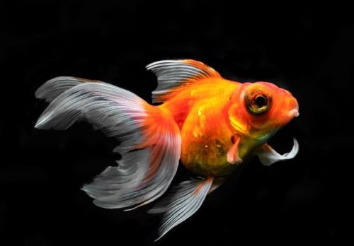 Ad:  JaponBal4.jpg
Gsterim: 780
Boyut:  24.8 KB