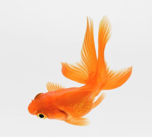 Ad:  JaponBal6.jpg
Gsterim: 572
Boyut:  14.0 KB