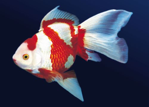 Ad:  JaponBal15.jpg
Gsterim: 423
Boyut:  18.7 KB