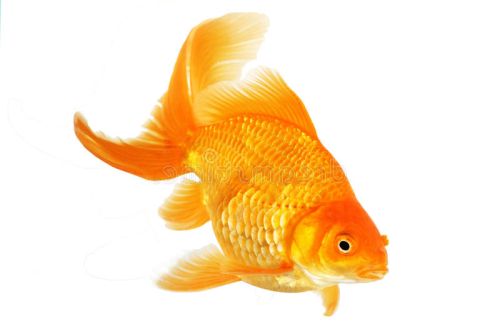 Ad:  JaponBal7.jpg
Gsterim: 680
Boyut:  13.8 KB