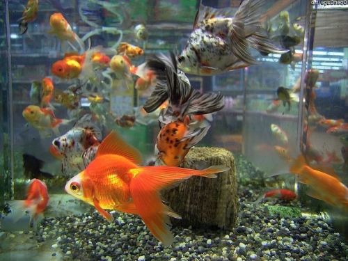 Ad:  JaponBal8.jpg
Gsterim: 636
Boyut:  74.0 KB