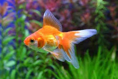 Ad:  JaponBal9.jpg
Gsterim: 557
Boyut:  14.2 KB