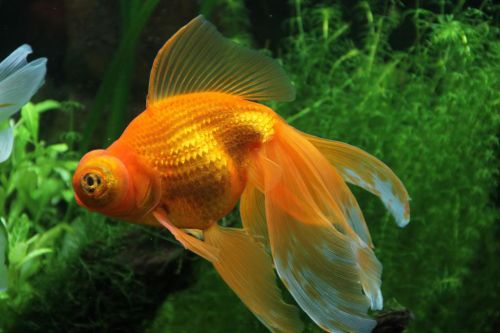 Ad:  JaponBal10.jpg
Gsterim: 702
Boyut:  30.5 KB