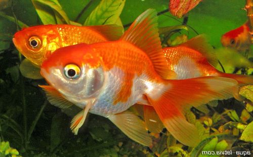 Ad:  JaponBal11.jpg
Gsterim: 542
Boyut:  32.1 KB