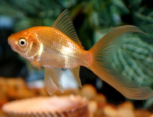 Ad:  JaponBal14.jpg
Gsterim: 558
Boyut:  38.9 KB