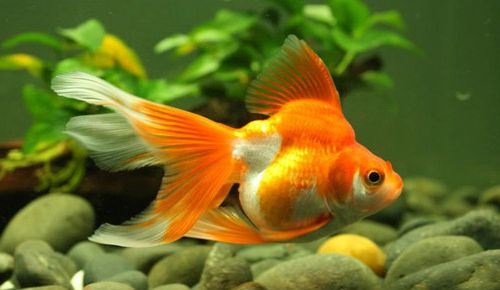 Ad:  JaponBal13.jpg
Gsterim: 450
Boyut:  31.6 KB