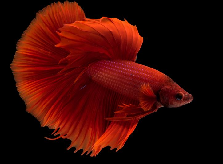 Ad: betta3.JPG
Gösterim: 4367
Boyut: 40.9 KB