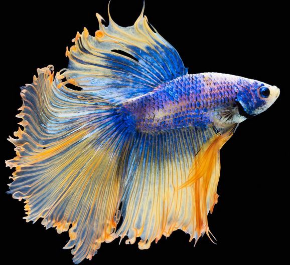 Ad: betta6.JPG
Gösterim: 5972
Boyut: 67.8 KB