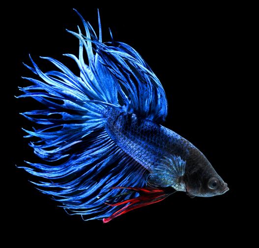 Ad: betta7.JPG
Gösterim: 2318
Boyut: 50.5 KB