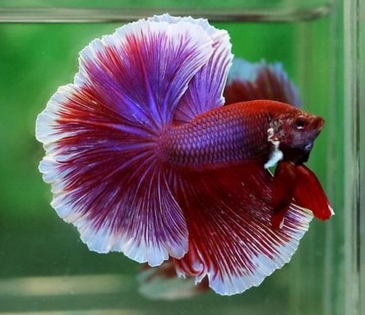 Ad: betta5.JPG
Gösterim: 1624
Boyut: 48.7 KB