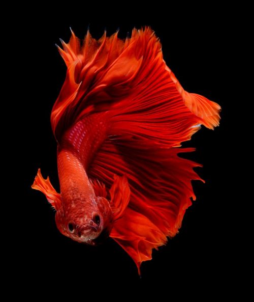 Ad: betta4.jpg
Gösterim: 1636
Boyut: 44.2 KB