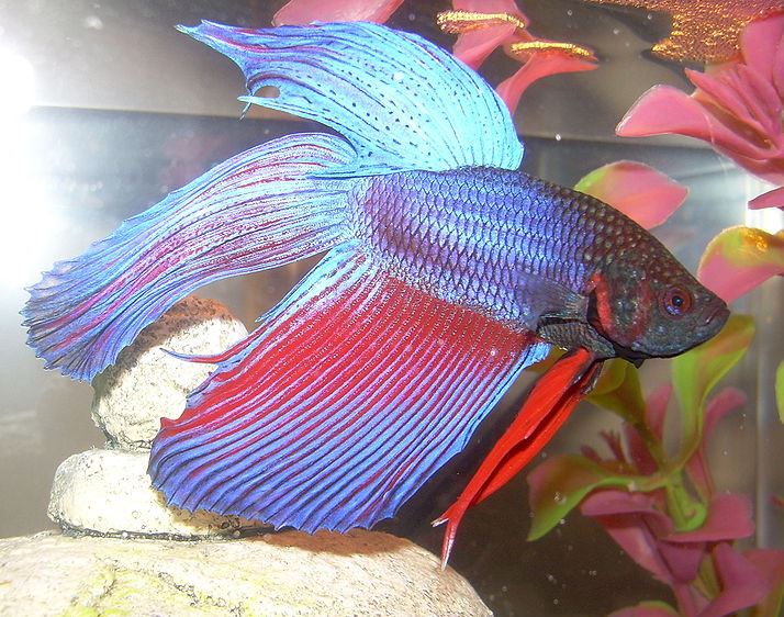 Ad: betta1.JPG
Gösterim: 1272
Boyut: 117.5 KB