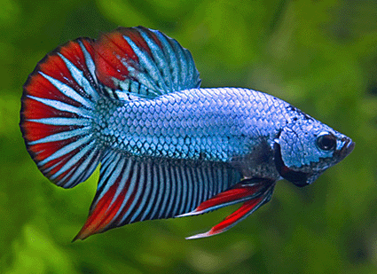 Ad: betta2.gif
Gösterim: 937
Boyut: 82.1 KB Ad: betta2.gif
Gösterim: 937
Boyut: 82.1 KB