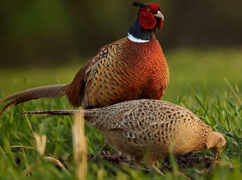 Ad: sülün1.JPG
Gösterim: 1067
Boyut: 39.7 KB