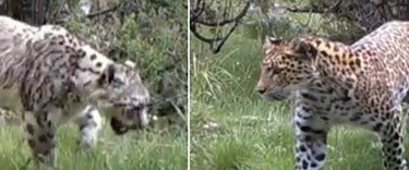 Ad:  leoparlar-ile-kar-leoparlari-ilk-kez-bir-arada-goruldu,NgrR9a1fJk-GnbRRLg2jzg.jpg
Gsterim: 637
Boyut:  17.8 KB