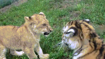 Ad:  s-540dd5b1350f6246dc3b8e4e53a303700e271dce.gif
Gsterim: 448
Boyut:  2.12 MB