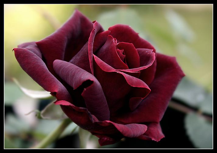 Ad:  rosa.jpg
Gsterim: 359
Boyut:  35.4 KB