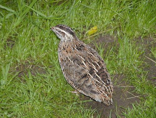 Ad: bıldırcın.JPG
Gösterim: 680
Boyut: 70.6 KB