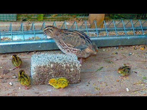 Ad:  bldrcn2.jpg
Gsterim: 1534
Boyut:  46.6 KB