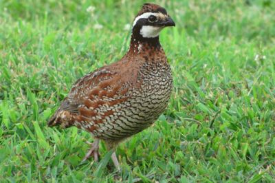 Ad:  bldrcn1.jpg
Gsterim: 668
Boyut:  29.6 KB