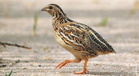 Ad:  bldrcn3.jpg
Gsterim: 978
Boyut:  47.2 KB