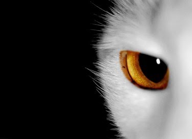 Ad:  8-agustos-dunya-kediler-gunu-bir-kap-su-mamayi-unutmayin,r14_ZGh6b0mbVH_-LxpIJQ.jpg
Gsterim: 285
Boyut:  8.6 KB