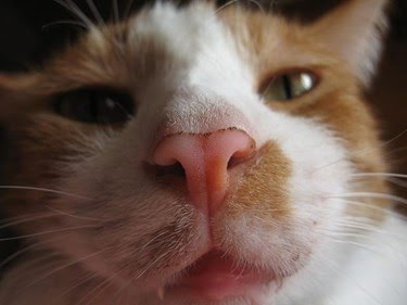 Ad:  8-agustos-dunya-kediler-gunu-bir-kap-su-mamayi-unutmayin,6eWpBLMbtU-W1jIAyAmt_g.jpg
Gsterim: 275
Boyut:  16.1 KB