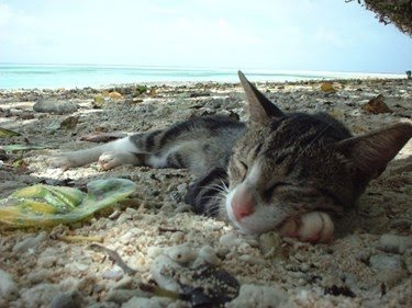 Ad:  8-agustos-dunya-kediler-gunu-bir-kap-su-mamayi-unutmayin,UjbfdfvKzkub5vKhA3Qw5A.jpg
Gsterim: 236
Boyut:  27.6 KB